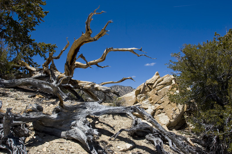 Bristlecone Pine